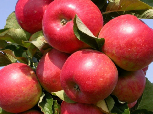 Сорт яблони Уэлси: фото и описание, отзывы