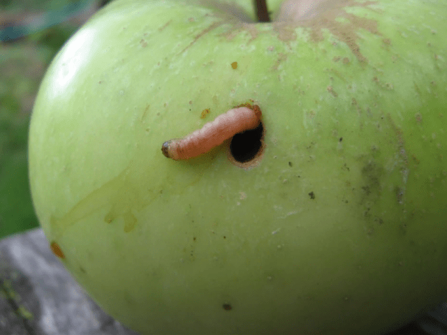 Сорт яблони Уэлси: фото и описание, отзывы