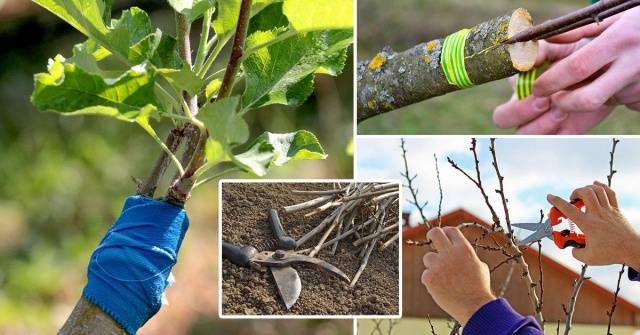 Как прививать фруктовые деревья весной