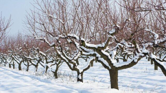 Чем заняться, если яблони пострадали от мороза зимой