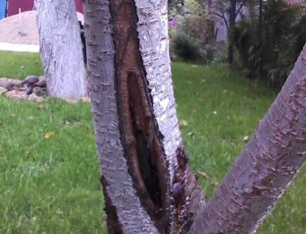 Морозобоины на коре плодовых деревьев: как лечить