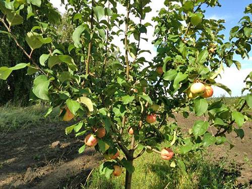 Сорт яблони Медуница: фото и описание сорта