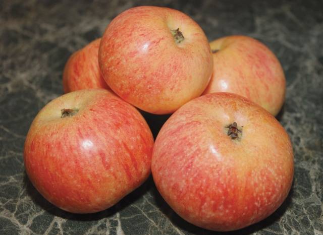 Летние разновидности яблок с фото и описанием