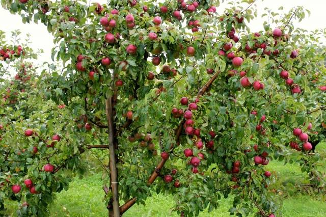 Сорт яблони Лобо: фото и описание сорта