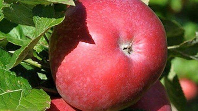 Сорт яблони Созвездие: фото и описание
