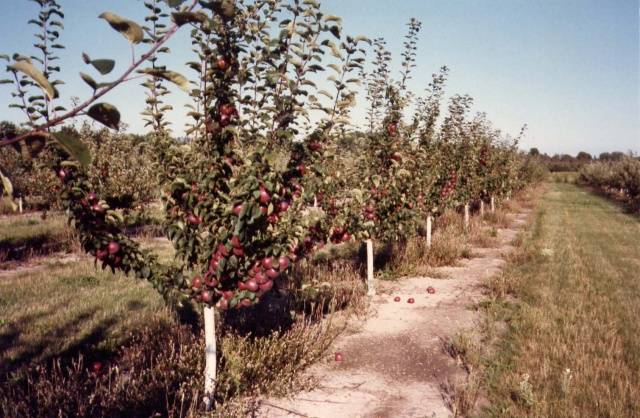 Периоды посадки яблони осенью в умеренном поясе России 