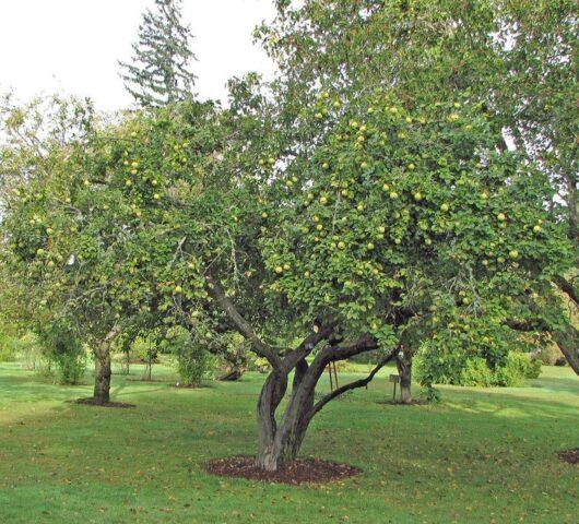 Японский дикий яблоня (айва): как взрастить, выращивание и уход, фото