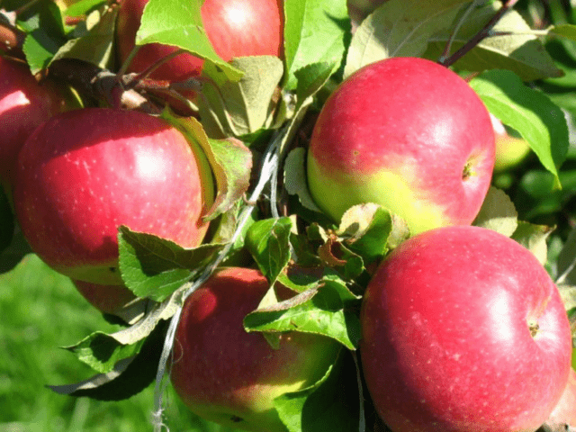 Вид яблони Уэлси: изображения и описание, комментарии