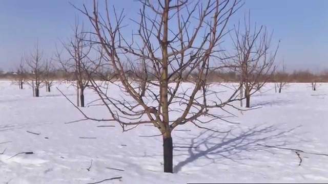Как прикрыть яблоню на зиму в Сибири