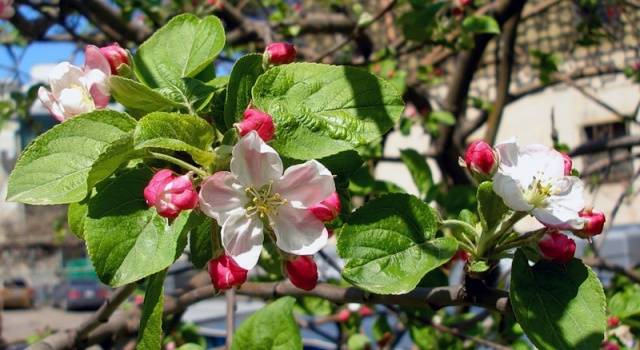 Как правильно подрезать яблоню весной
