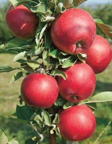Лучшие разновидности колоновидных яблонь для средней полосы России