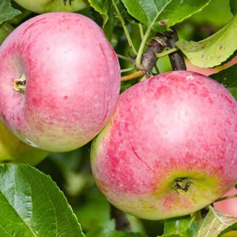 Зимостойкие яблони для Сибири: вкусные и крупные сорта