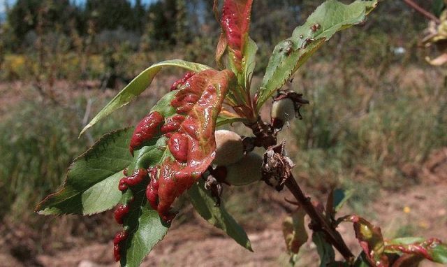Волнистость листьев персика: методы борьбы и профилактика