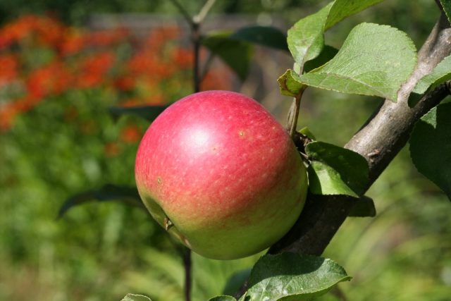 Сорт яблони Свежость: описание и фото, отзывы