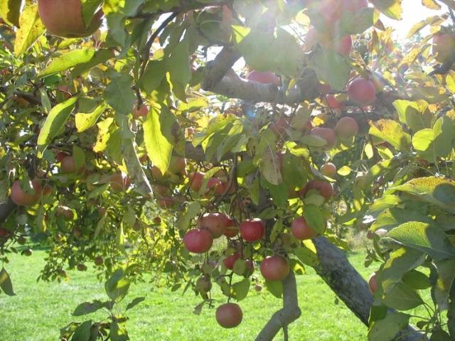 Яблоня Орлик: описание сорта, высадка и забота