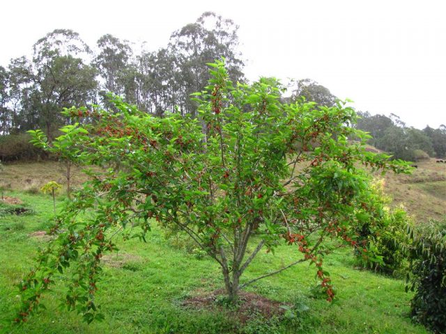 Шелковица: фото ягод, выращивание