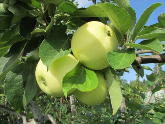 Сорт яблони Солнцедар: фото и описание, отзывы