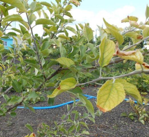 Хлороз листьев яблони: лечение и фото