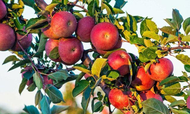 Вид яблок сорта Беркутовское: изображение и описание, отзывы