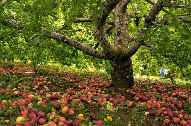 Как поставить яблоню осенью: инструкция шаг за шагом