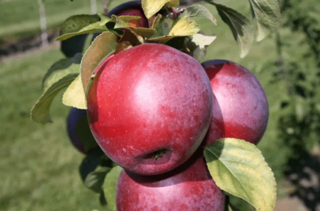 Виды яблонь, устойчивых к парше: для Подмосковья, на Урале