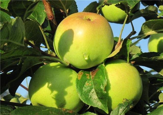 Сорт яблони Медуница: изображение и описание сорта