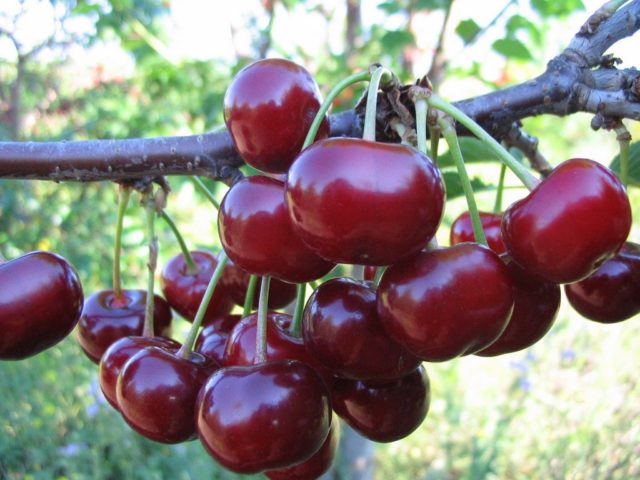 Дюк Шалун: изображения и описания, характеристики сорода вишни, высадка и уход