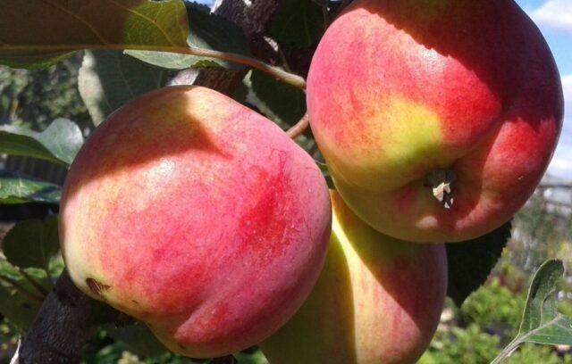 Яблони для Урала: сорта с фото, лучшие, карликовые, невысокие, отзывы