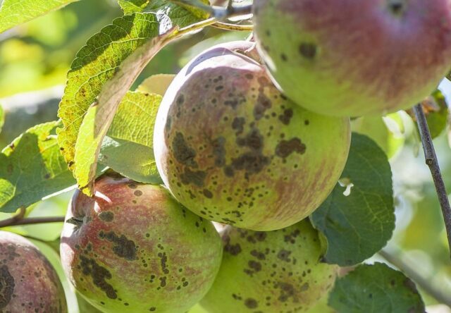 Яблоня Коричное полосатое: описание и характеристика сорта, как сажать, опылители
