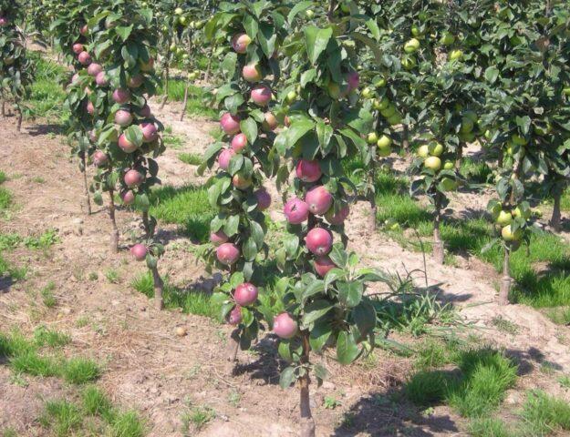Сорт яблони Останкино: изображение и описание