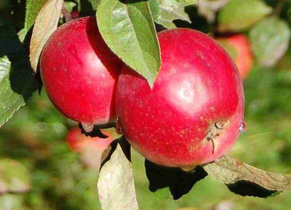 Отличные виды яблонь для Подмосковья: фото описание