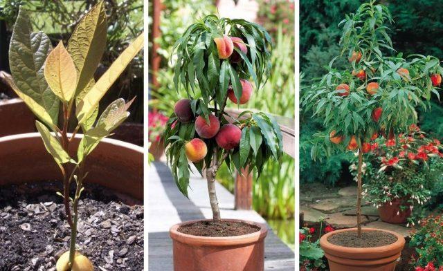 Персик из косточки: можно ли вырастить, будет ли плодоносить