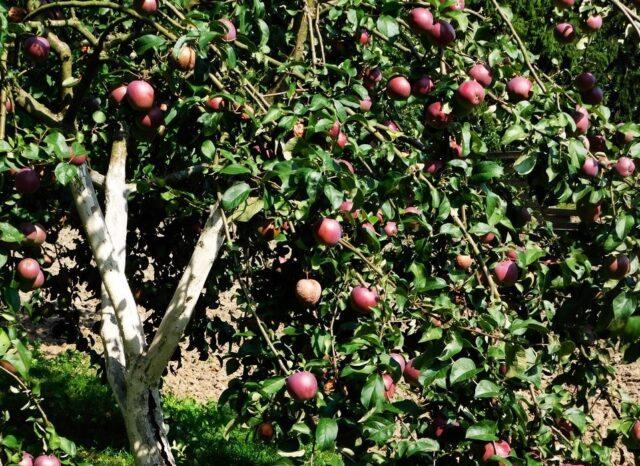 Сорт яблони Имант: фотографии, описание, рецензии