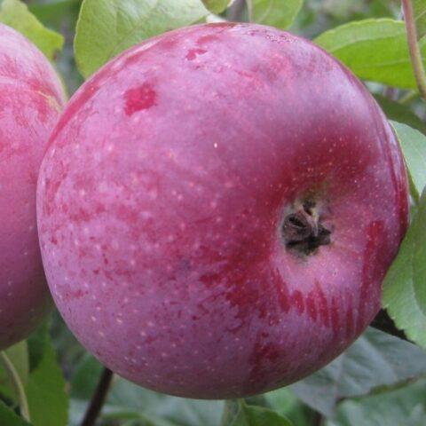 Сорт яблони Имант: фото и описание, отзывы