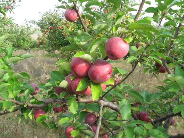 Сорт яблони Спартан: фото и описание сорта