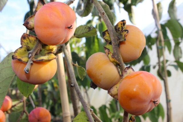 Крупноплодная виргинская хурма: описание сорта, фото, выращивание, отзывы