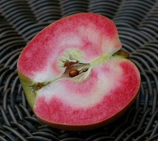 Яблоня Розовый жемчуг: описание, фото, отзывы