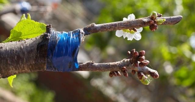 Как осуществлять прививку фруктовых деревьев весной