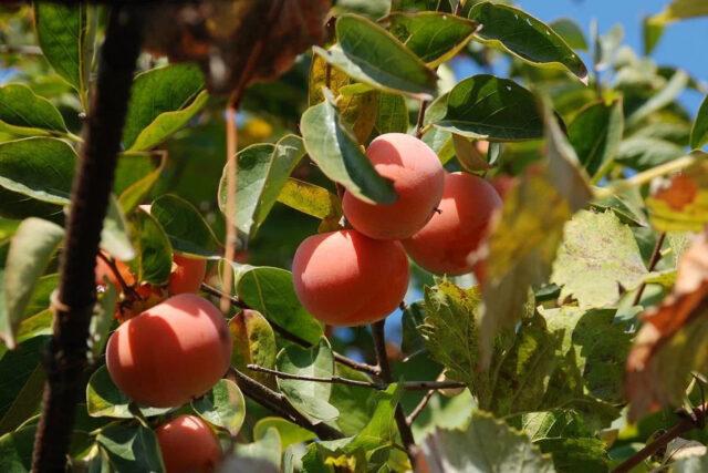 Крупноплодная виргинская хурма: описание сорта, фото, выращивание, отзывы