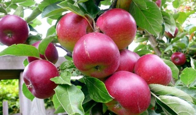 Отличные зимние сорта яблок, сохраняющиеся до весны