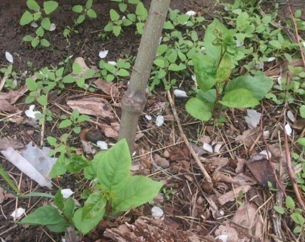 Как посадить терн (терновник) весной и осенью