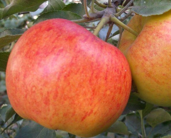 Яблоня Коричное полосатое: описание и характеристика сорта, как посадить, опылители