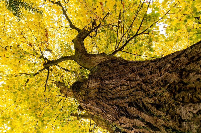 Дерево липа: подробности и характеристика, виды с названиями и фото