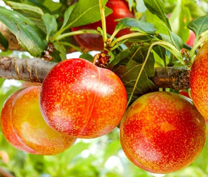 Шарафуга (гибрид абрикоса, персика и сливы): описание и фото дерева, сорта, отзывы