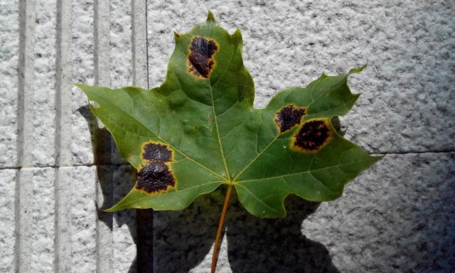 Черная пятнистость листьев клена: причина появления, лечение