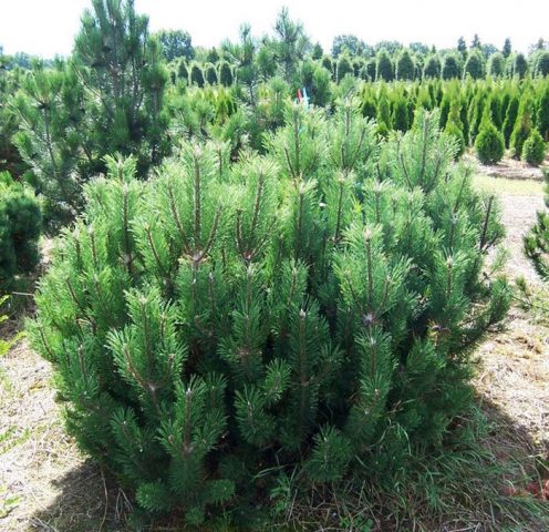 Сосна Pinus Mugo Муго