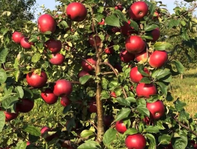 Сорт яблони Белорусское малиновое: фото и описание