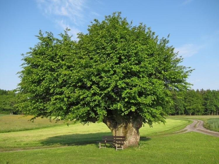 Граб окончательный: описание и снимок дерева, высота, как выглядят листья, плоды