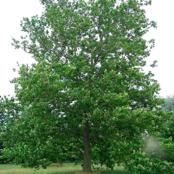 Дерево платан (чинар): фото, описание, листья, цветы, плоды, сколько лет живет