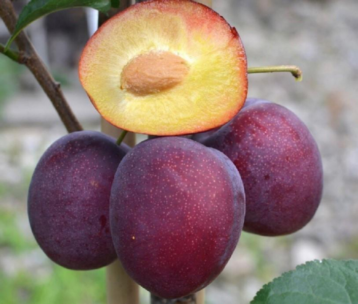 Шарафуга (смесь абрикоса, персика и сливы): описание и фото дерева, разновидности, рецензии